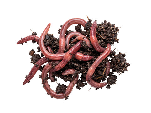 Earthworms wriggling in dark soil pile for fishing bait and vermicomposting isolated on black background, showing healthy organic soil, agriculture, fishing, and natural environment concepts.