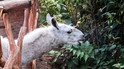 A close-up side-profile photograph of a white llama chewing while reaching its head out past a rustic wooden fence enclosure. © VH_World