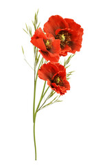 Obraz premium Red Poppies flowers flower png. Poppie Flowers on Transparent Background. Poppies flower flowers cut out cutout