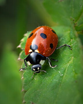 Beautiful red ladybug beetle perched on foliage in a summer garden. Detailed wildlife photography of a beneficial insect in its natural habitat.