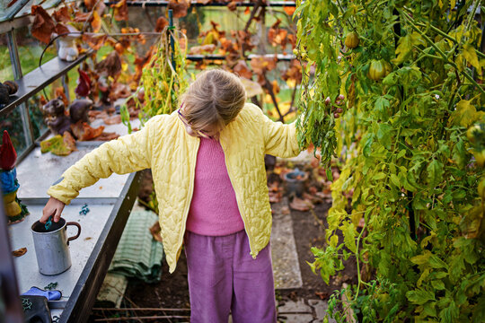 Little girl picking late tomatoes in a greenhouse in garden. Happy child with green tomato harvest.