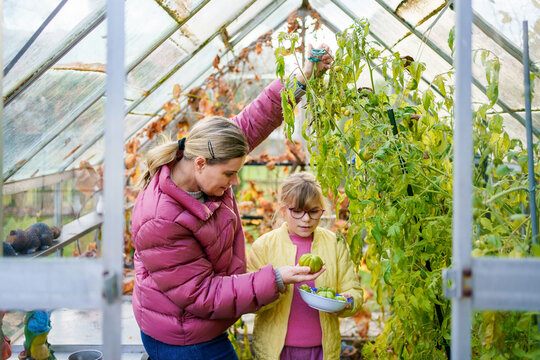 Little girl and mother picking late tomatoes in a greenhouse in garden. Happy child with green tomato harvest.