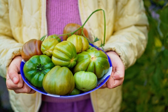 Little girl picking late tomatoes in a greenhouse in garden. Happy child with green tomato harvest.
