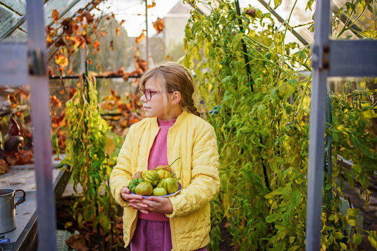 Little girl picking late tomatoes in a greenhouse in garden. Happy child with green tomato harvest.
