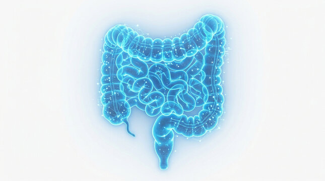 Holographic human colon anatomy glowing blue transparent structure isolated on white background with digital mesh and light particles
