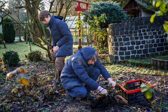 Man digs dahlia tubers out of the ground, preparing flowers for overwintering. Son teenager boy helping