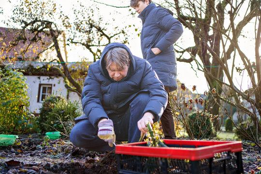 Man digs dahlia tubers out of the ground, preparing flowers for overwintering. Son teenager boy helping