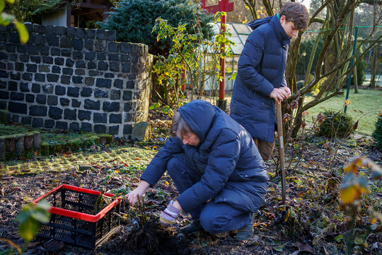 Man digs dahlia tubers out of the ground, preparing flowers for overwintering. Son teenager boy helping
