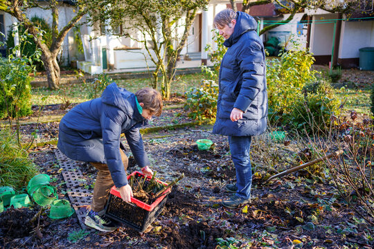 Man digs dahlia tubers out of the ground, preparing flowers for overwintering. Son teenager boy helping
