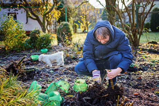 Man digs dahlia tubers out of the ground, preparing flowers for overwintering