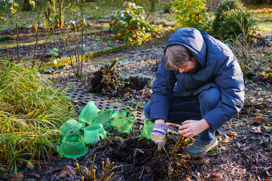 Man digs dahlia tubers out of the ground, preparing flowers for overwintering