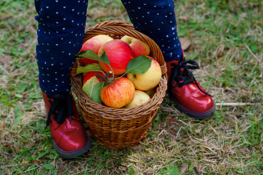 Closeup of basket with red apples and red boots on little kid, preschool girl on organic farm, autumn outdoors. Toddler child having fun with helping and harvesting.