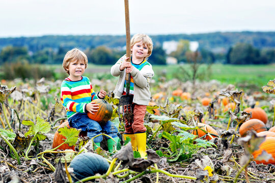 Two Little Children Enjoying Harvest Festival Celebration at Pumpkin Patch. Kids Preschool Boys Picking and Carving Pumpkins at Country Farm on Autumn Day. Halloween, Thanksgiving Time Fun for Family