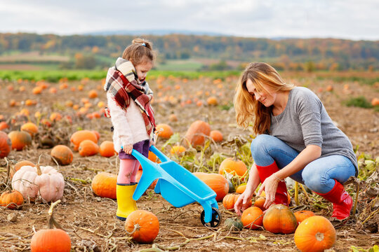 Little preschool girl and young mother on pumpkin patch with lots of pumpkins in autumn field. Happy child and woman, family enjoying harvest season outdoors. Real life, real people.