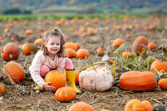 Little preschool girl on pumpkin patch with lots of pumpkins in autumn field. Happy child enjoying harvest season outdoors. Real life, real people.