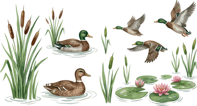 Watercolor mallard duck set with birds swimming in pond and flying in sky among cattails and water lilies isolated on white background vector illustration