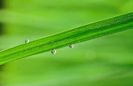 Close-up of pure water droplets resting on green grass in spring