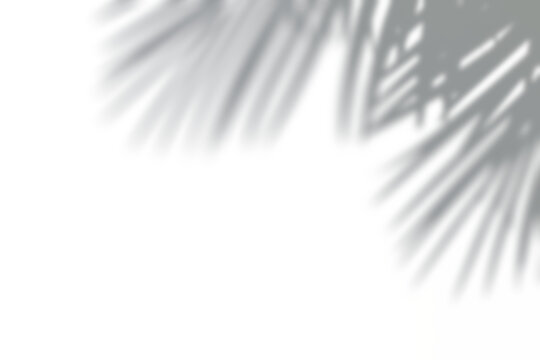 Realistic tropical leaf shadow overlay template for summer aesthetic mockups
