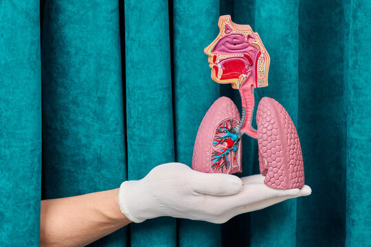 Hand holding anatomical model of human respiratory tract larynx and lungs. Modern pulmonology diagnostics and bronchial asthma prevention.