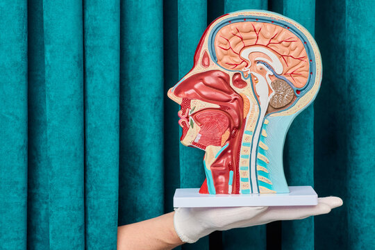 Gloved hand holding anatomical sagittal section model of human head brain and throat. Neurology and ENT diagnostic consultation and stroke treatment.