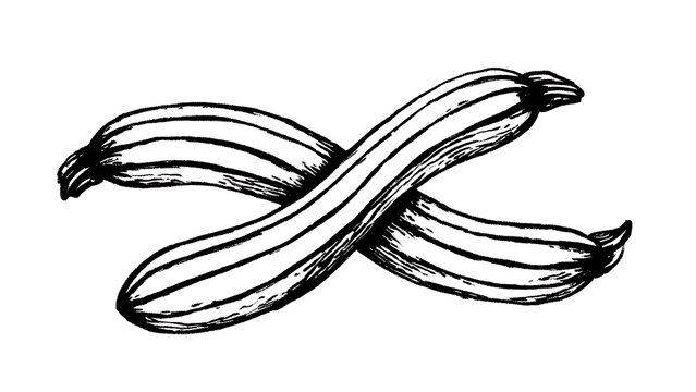 Crossed zucchini sketch illustration white background.