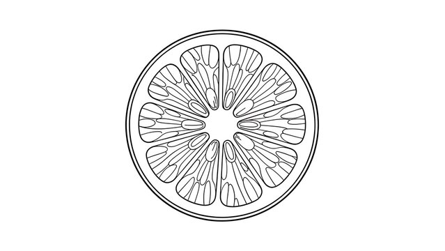 Citrus slice line art illustration white background.