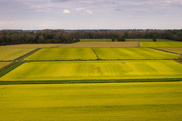 Fototapeta premium Drone view of a vast golden rice fields growing in autumn near Pavia