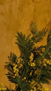 Yellow mimosa flowers bouquet in a vase, mother day