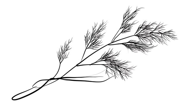 Dill branch illustration on white background.