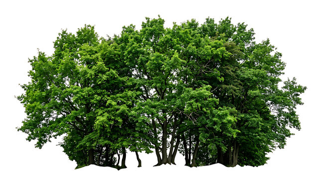 Dense cluster of lush green deciduous trees green trees
