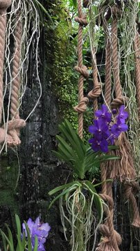 Purple vanda orchid hanging near mossy waterfall in botanical garden
