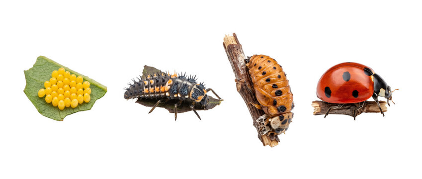 Ladybug life cycle development stages showing metamorphosis from yellow eggs, larva, pupa to adult ladybird insect isolated on black background for biology education science infographic study design.