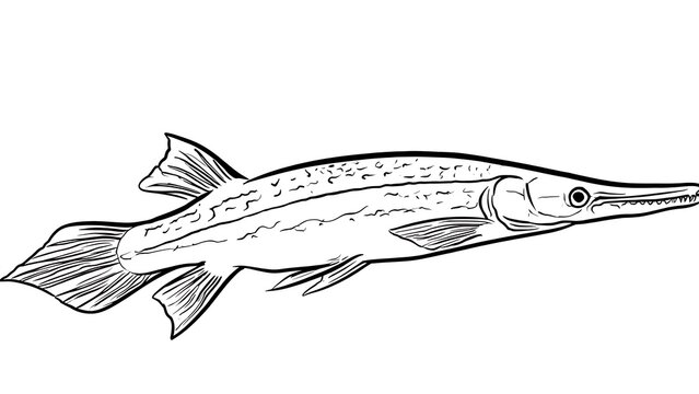 Detailed line drawing of a needlefish white background.