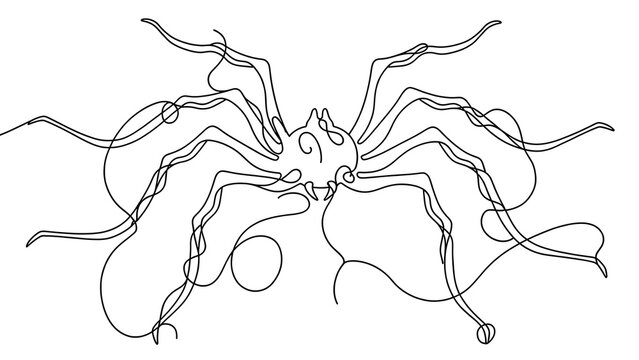 Detailed line art spider drawing white background.