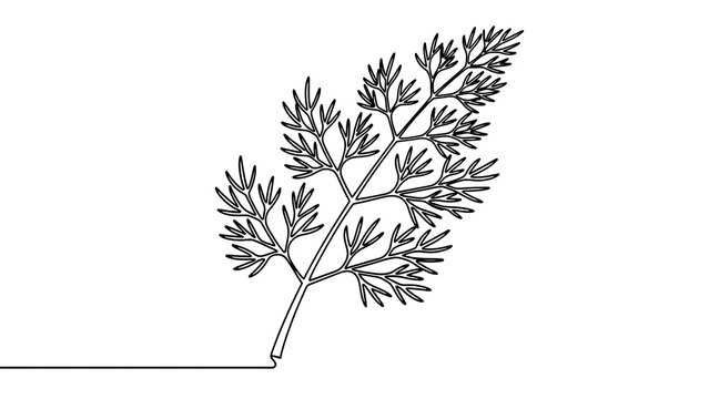 Dill plant illustration on white background.
