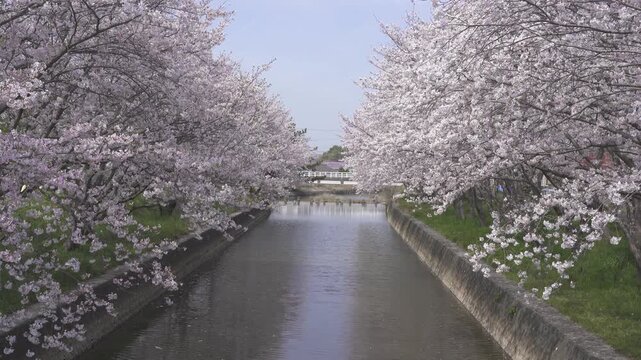 堂面川沿い桜並木の風景（大牟田市）