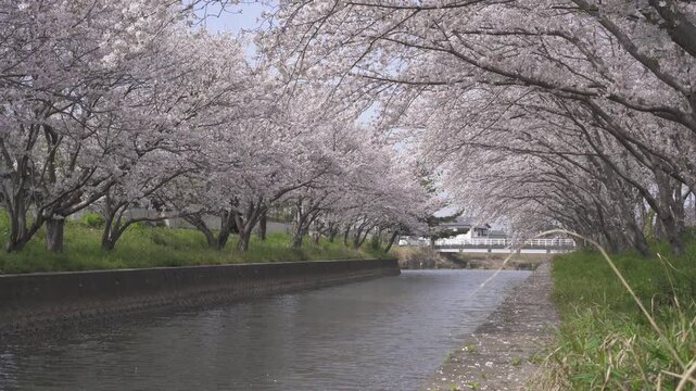 堂面川沿い桜並木の風景（大牟田市）