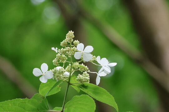 Panicle hydrangea flowers in the forest