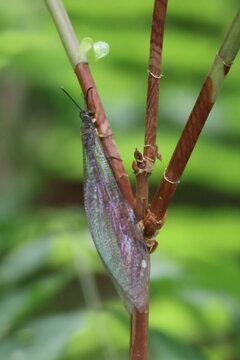 An antlion in the forest