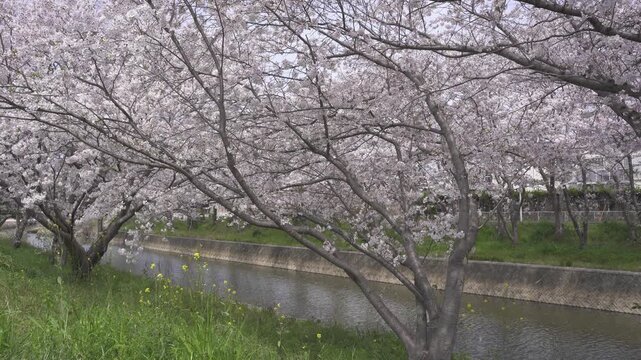 堂面川沿い桜並木の風景（大牟田市）