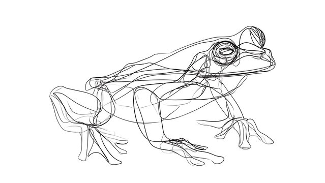 Line drawing of a frog on white background.