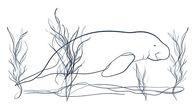 Manatee sketch illustration on white background.