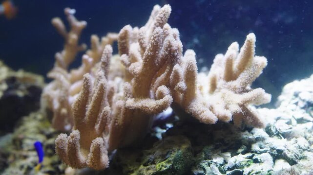 Close-up of soft coral polyps in an underwater reef environment. Light brown finger leather coral growing on a rocky seabed in blue water. Marine biology and saltwater aquarium concept.