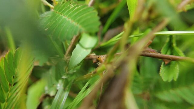 extreme close up of a mimosa pudica plant in the grassy bushes