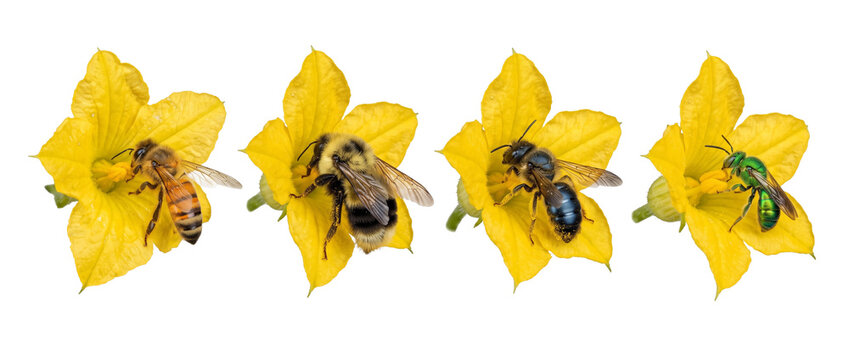 Bee species pollinating yellow flower collection showing honeybee bumblebee mason bee green sweat bee gathering pollen macro isolated black background for nature science biology education chart concep