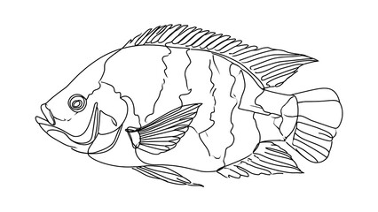 Fototapeta premium Line art fish illustration on white background.