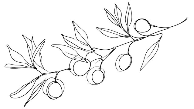 Olive branch with fruits on white background.