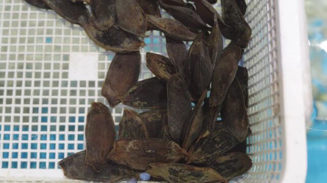 Multiple Breeding Cat Shark Eggs In a basket