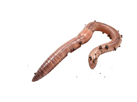 Earthworm macro shot isolated crawling on black background with soil dirt particles, fishing bait nightcrawler detail for agriculture composting nature research concept environment biology.
