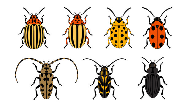 Collection of colorful beetle illustrations isolated on white